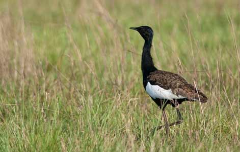 bengal-florican