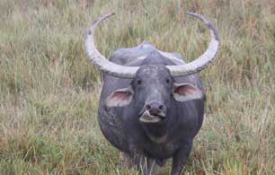 bison-kaziranag