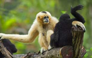 gibbons-kaziranga