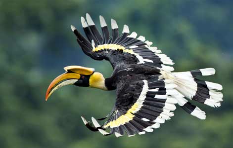 great_Indian_hornbill