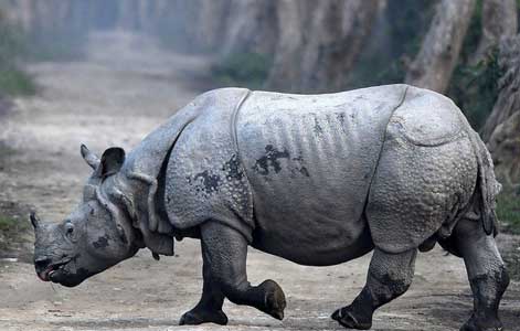 one-horned-rhinocero
